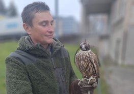 Pardubické nemocnici vypomáhá sokolník